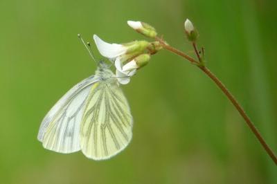 Pieris napi