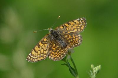 Melitaea cinxia