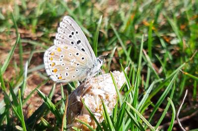 Lysandra bellargus