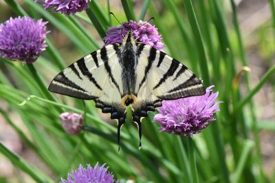 Iphiclides podalirius