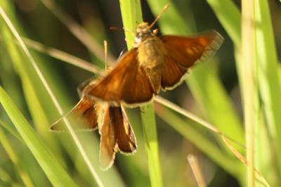 Thymelicus acteon