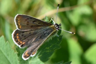 Lycaena tityrus