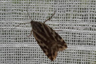 Emmelia trabealis