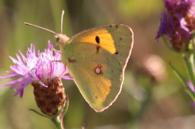 Colias crocea
