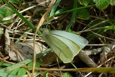 Pieris rapae