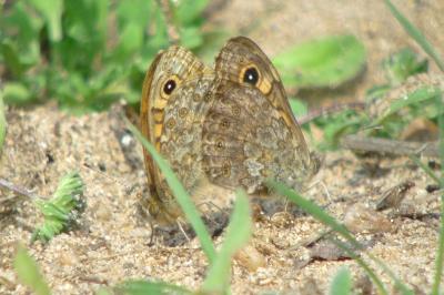 Lasiommata megera