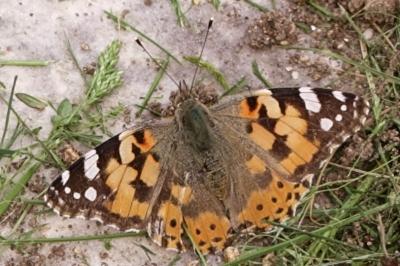 Vanessa cardui