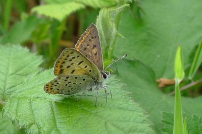 Lycaena tityrus