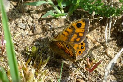 Lasiommata megera