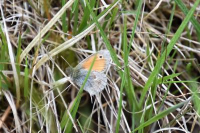 Coenonympha pamphilus