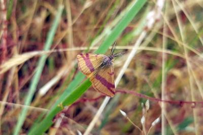 Lythria cruentaria
