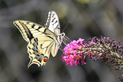 Papilio machaon
