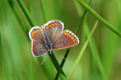 Aricia agestis