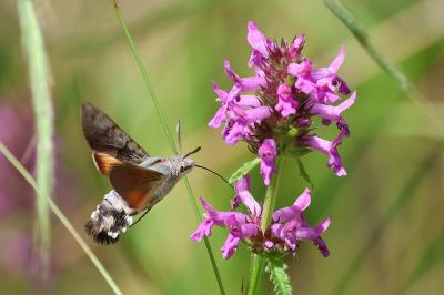 Macroglossum stellatarum