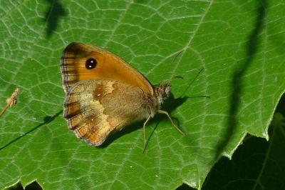 Pyronia tithonus