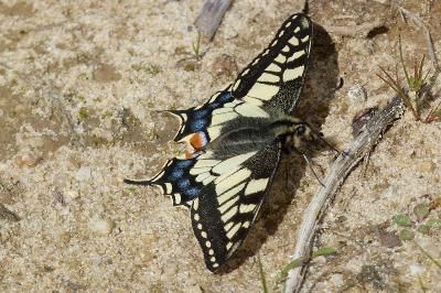 Papilio machaon