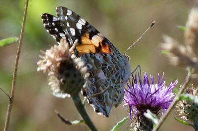 Vanessa cardui