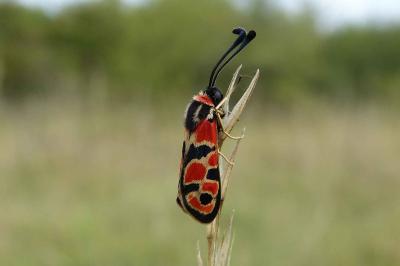 Zygaena fausta