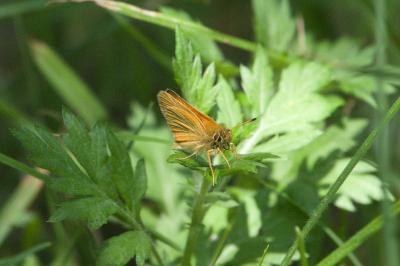 Thymelicus lineola