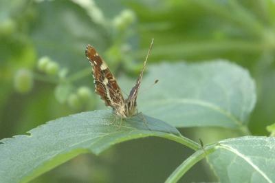 Araschnia levana