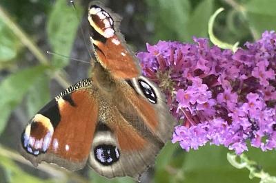 Aglais io