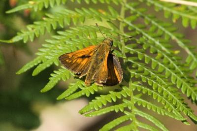 Ochlodes sylvanus