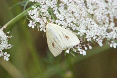 Sitochroa palealis