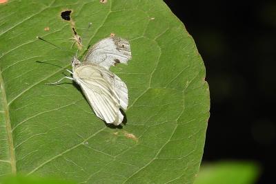 <i>Pieris napi</i>
