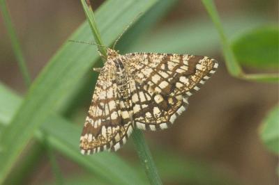 <i>Chiasmia clathrata</i>