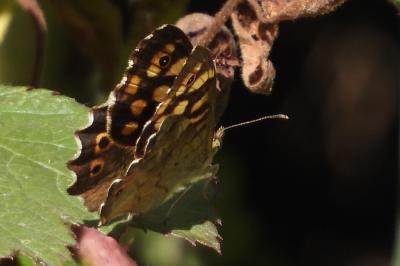 <i>Pararge aegeria</i>