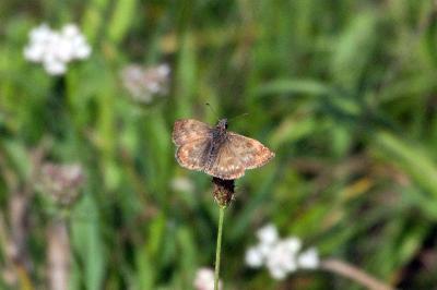 <i>Erynnis tages</i>
