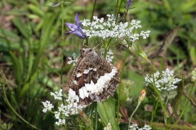 <i>Brintesia circe</i>