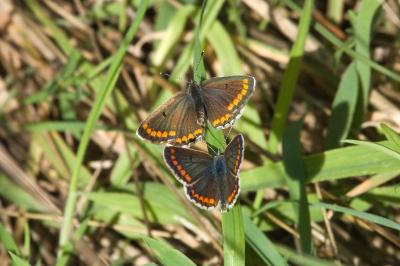 <i>Aricia agestis</i>