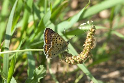 <i>Lycaena tityrus</i>