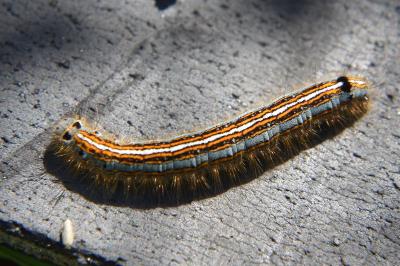 <i>Malacosoma neustria</i>