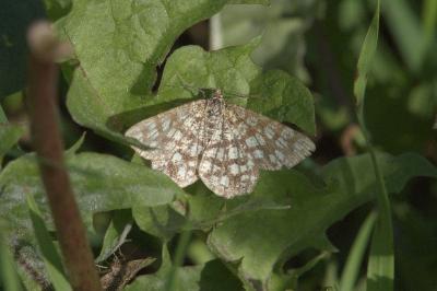 <i>Chiasmia clathrata</i>