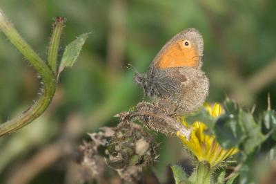 <i>Coenonympha pamphilus</i>