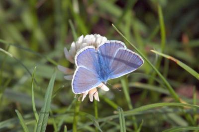 <i>Polyommatus icarus</i>