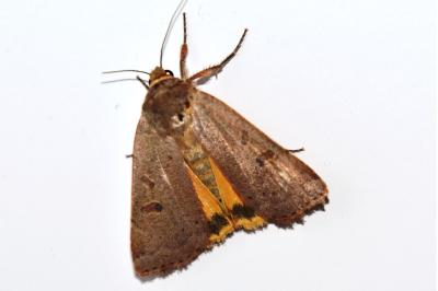 <i>Noctua comes</i>