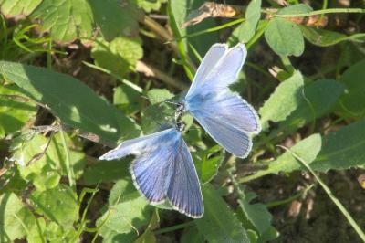 <i>Polyommatus icarus</i>