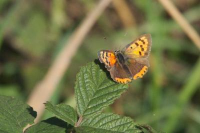<i>Lycaena phlaeas</i>