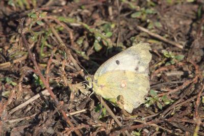 <i>Colias crocea</i>