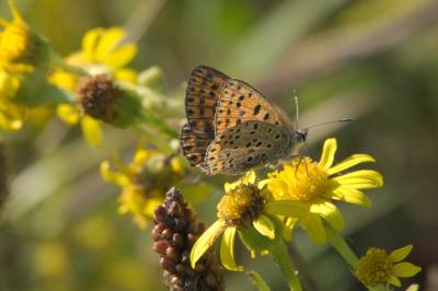 <i>Lycaena tityrus</i>