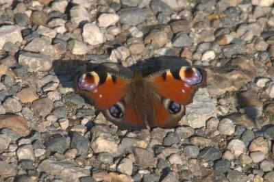 <i>Aglais io</i>