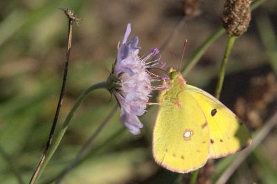 <i>Colias crocea</i>