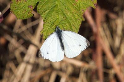 <i>Pieris napi</i>