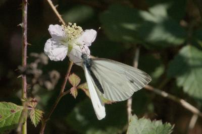 <i>Pieris napi</i>