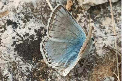 <i>Lysandra coridon</i>