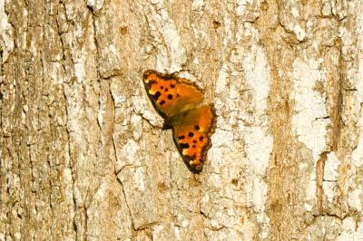 <i>Nymphalis polychloros</i>