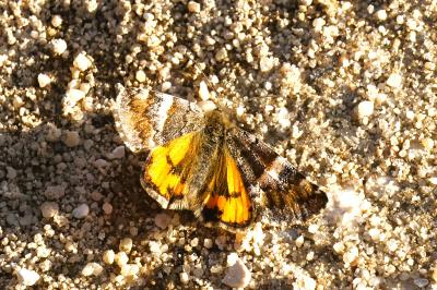 <i>Archiearis parthenias</i>